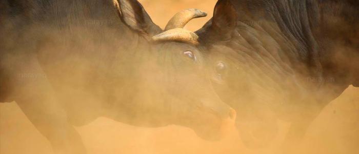 Bull Fighting Festival