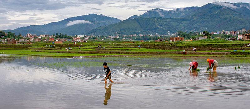 Mud Festival: The Festival of Rice Planting